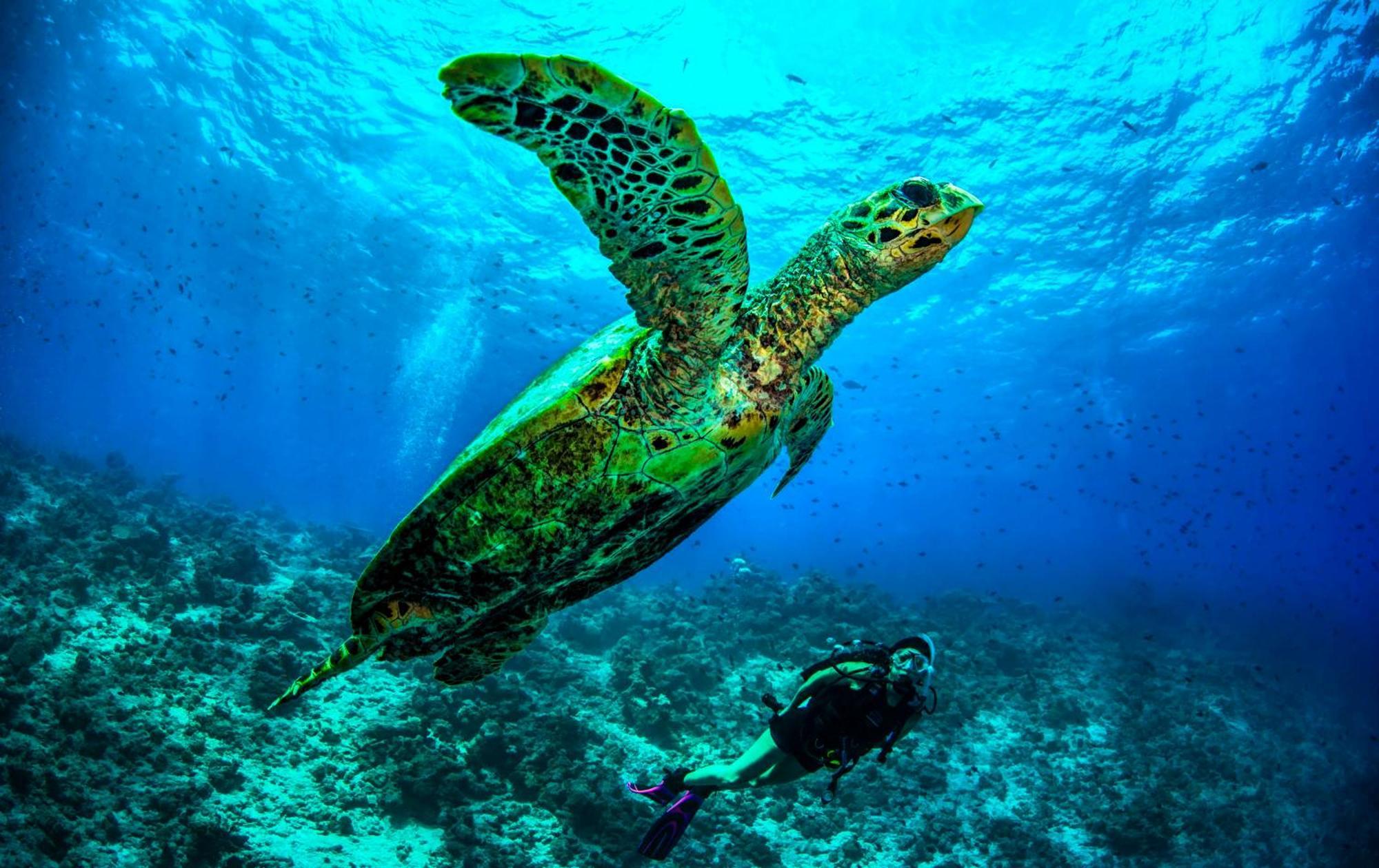 Dusit Thani Maldives - 50 Percent Discount On Transfers For Stays Until 20 Dec 2025 Amilla Fushi Exterior foto